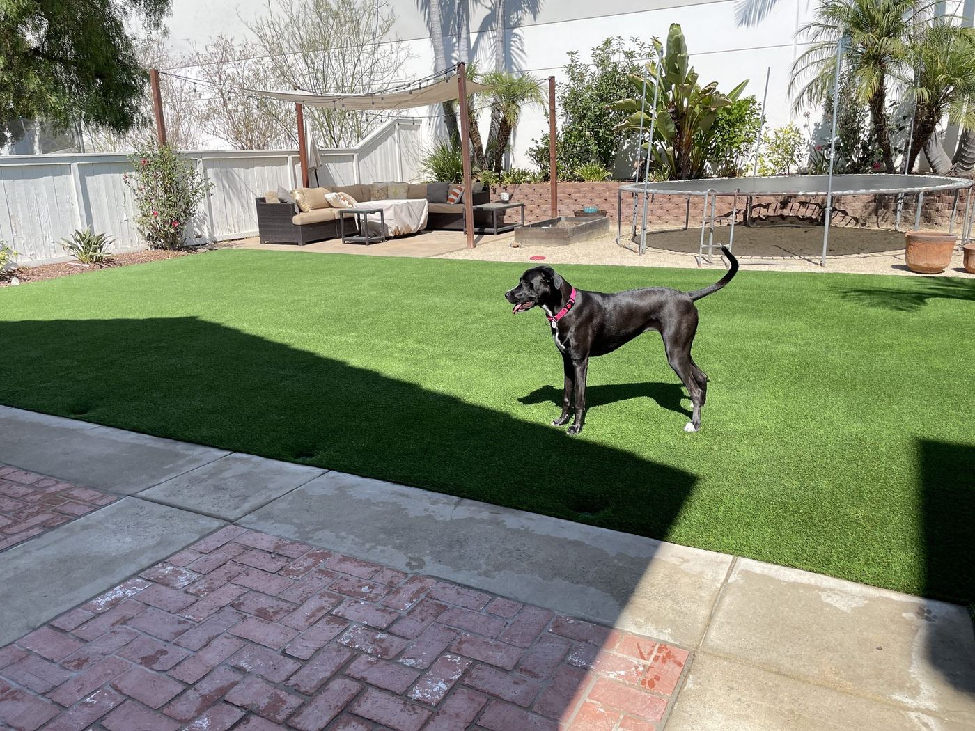 A great dane on the back lawn beside a brick patio